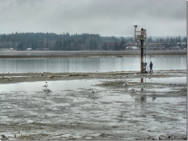 Comox Estuary,low tide,beach,nature,birds,sea gulls,Courtenay