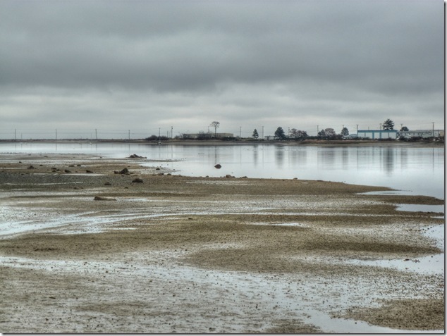 Comox Estuary,low tide,beach,nature,birds,sea gulls,Courtenay4