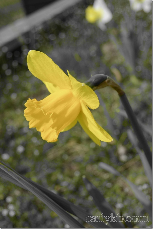 Spring,nature,blossoms,Vancouver Island