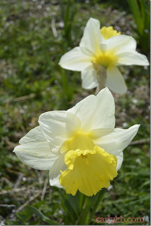 Spring,nature,blossoms,Vancouver Island