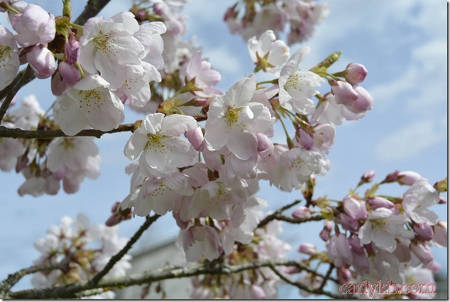 Cherry Blossoms,Spring,nature,trees,vancouver Island