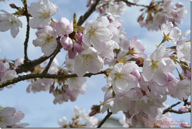 Cherry Blossoms,Spring,nature,trees,vancouver Island