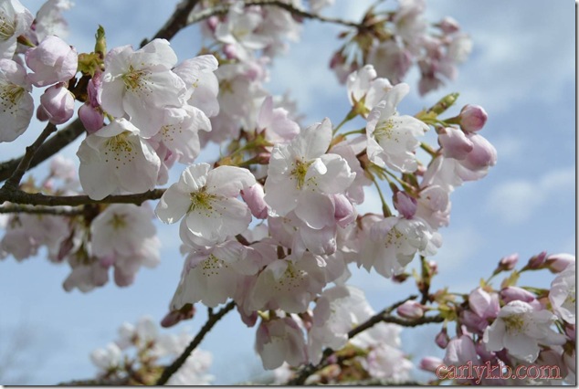Cherry Blossoms,Spring,nature,trees,vancouver Island