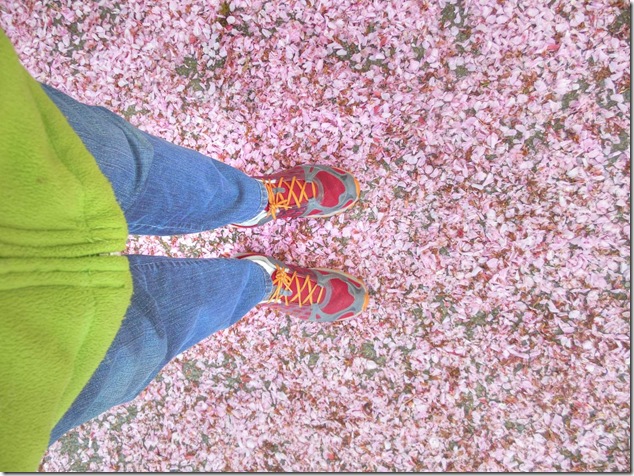 Cherry Blossoms,spring,nature