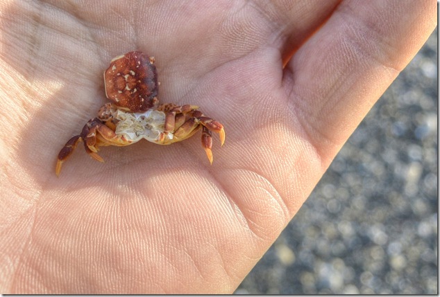 crab,beach,shell, exoskeleton