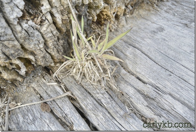 beach,ocean,plant,sand dunes,driftwood,vegetation
