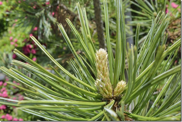 green,colours,nature,vegetation