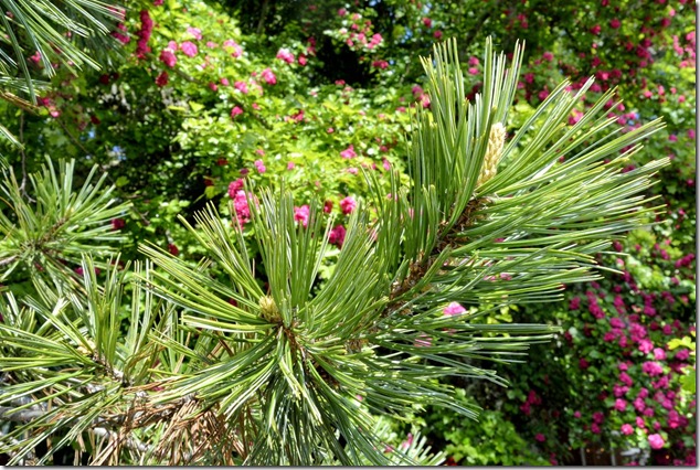 green,colours,nature,vegetation,evergreen,trees
