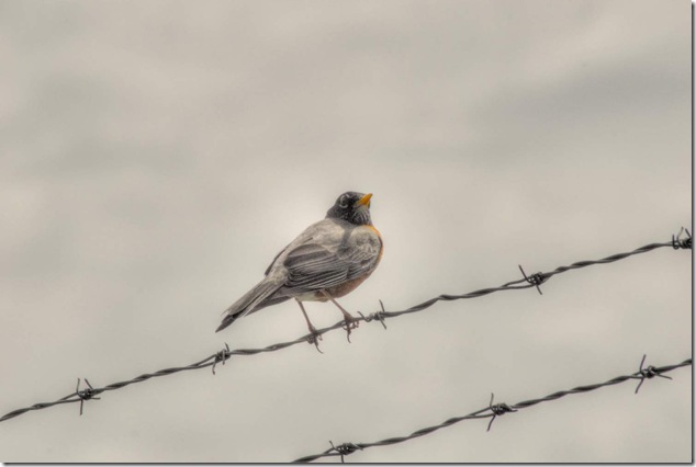 birds,nature,barbed wird, CFB Comox