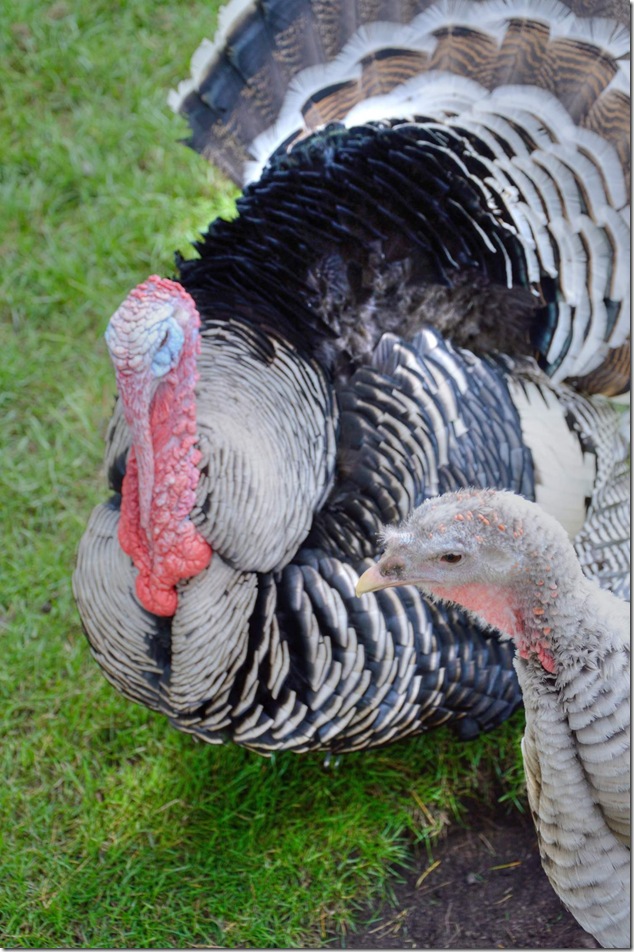 turkeys,Beacon Hill Park,Victoria,children's zoo,petting zoo turkeys,Beacon Hill Park,Victoria,children's zoo,petting zoo