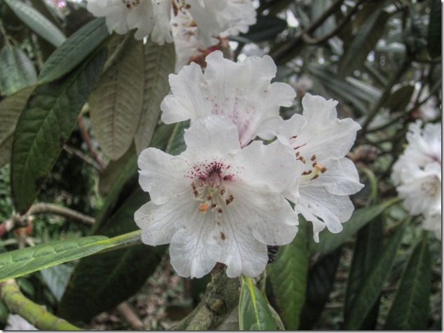 Fliberg Lodge,Flibegr Park,Flowers,spring,Comox