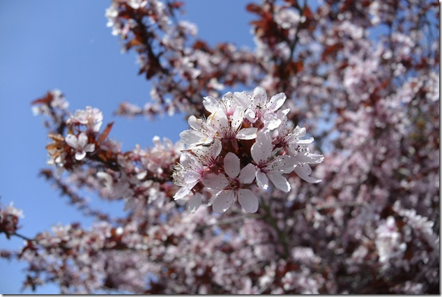plum blossoms,cherry blossoms, spring, Vancouver Island
