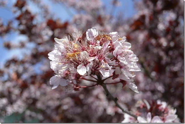 plum blossoms,cherry blossoms, spring, Vancouver Island