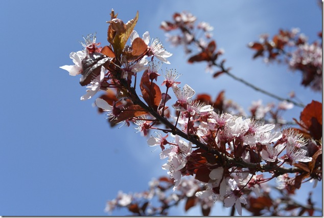 plum blossoms,cherry blossoms, spring, Vancouver Island