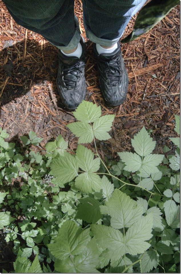 forest,nature,plants