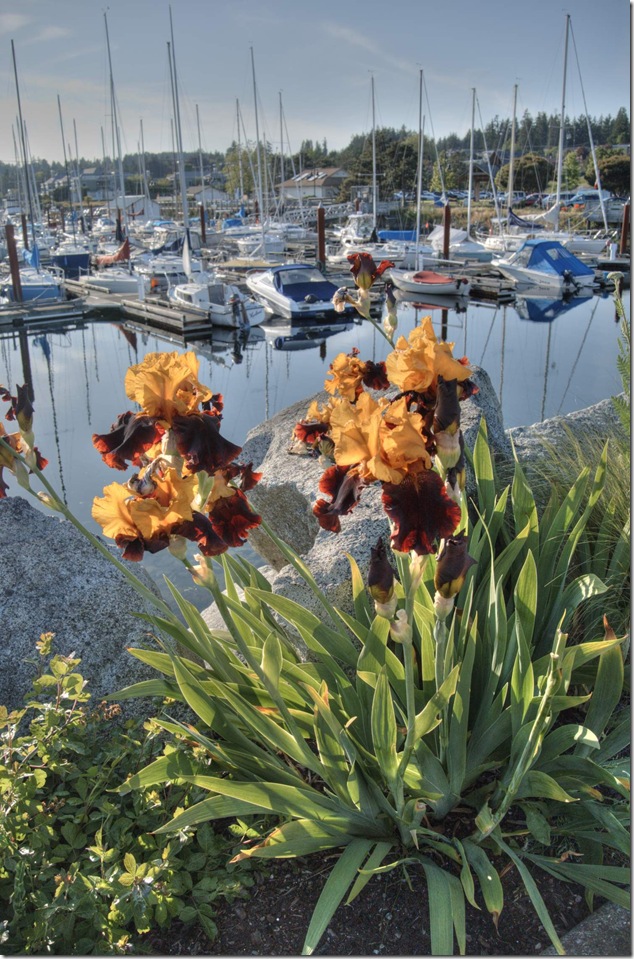 Comox marina,Courtenay,Vancouver Island