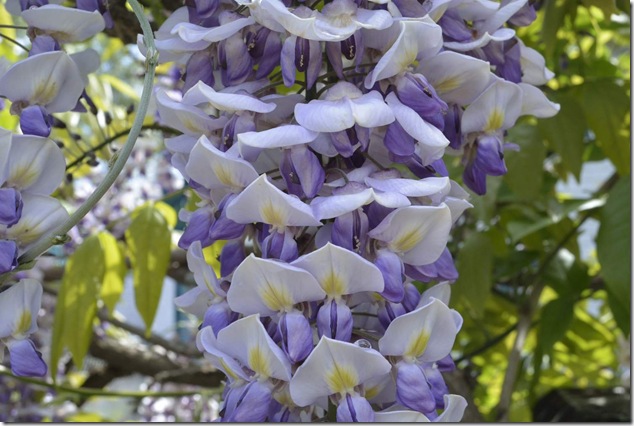 purple,colours,nature,vegetation
