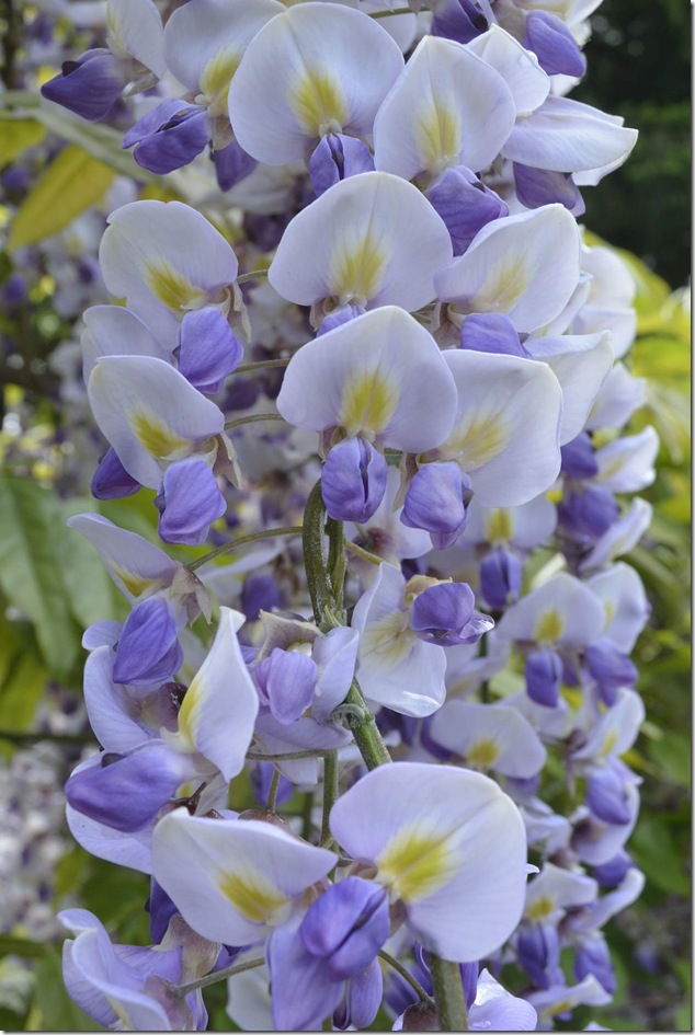 Purple,colours,nature,vegetation