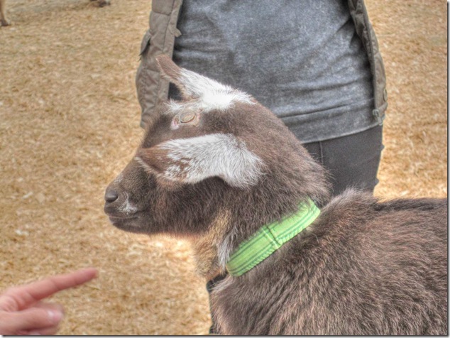 Beacon Hill Children&rsquo;s Farm,Beacon Hill park,goat,Victoria