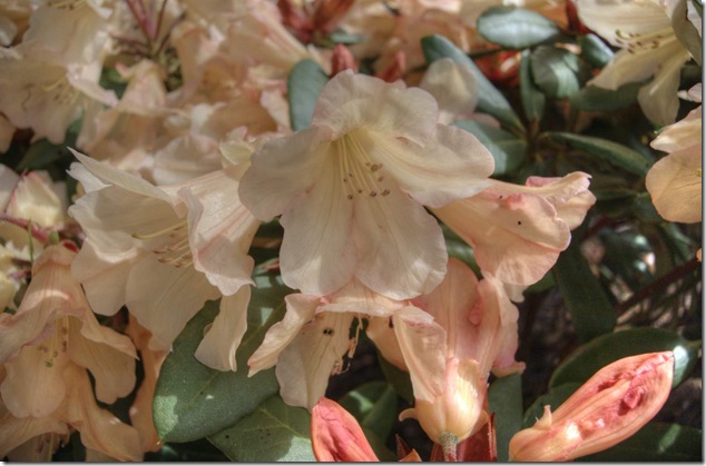 Rhododendrums,flowers,Courtenay,nature