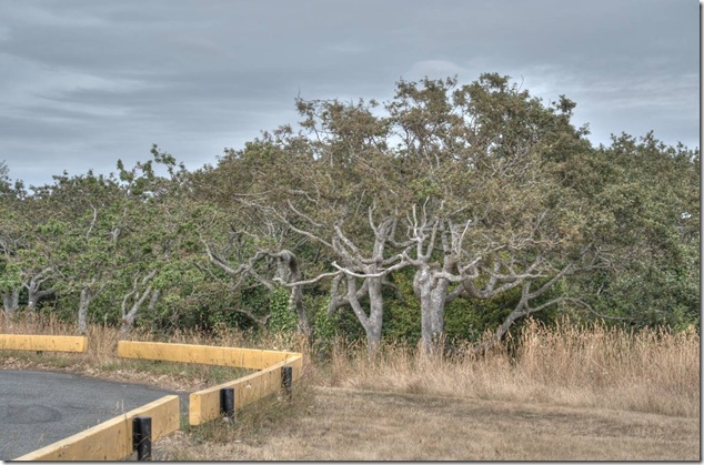 Beacon Hill Park,Victoria,James Bay,Quercus garryana,Garry oaks