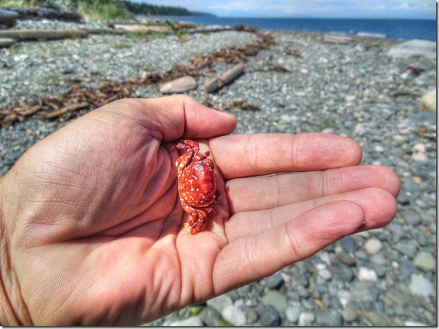 beach,beach combing,crabs,shells,Mr Crabby,Georgia Strait