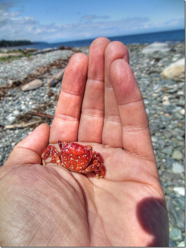 beach,beach combing,crabs,shells,Mr Crabby,Georgia Strait