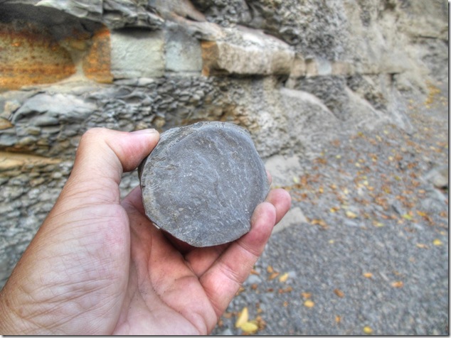 Piercy Road,Browns River,hiking,Puntledge River,BC Hydro,fossils