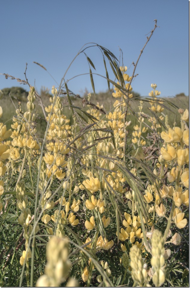 flowers,nature,yellow,Victoria,Fleming Beach,Macaulay Point Park