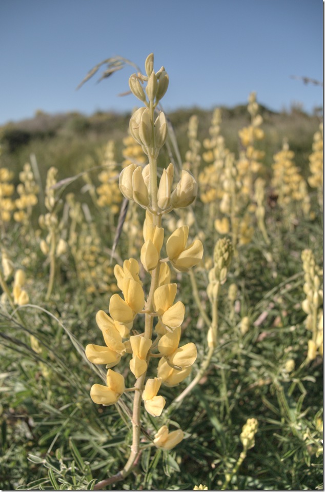 flowers,nature,yellow,Victoria,Fleming Beach,Macaulay Point Park