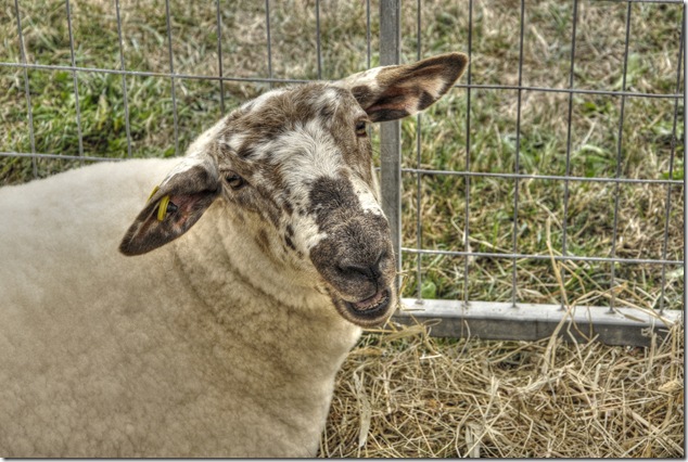 lamb,sheep,Vancouver Island
