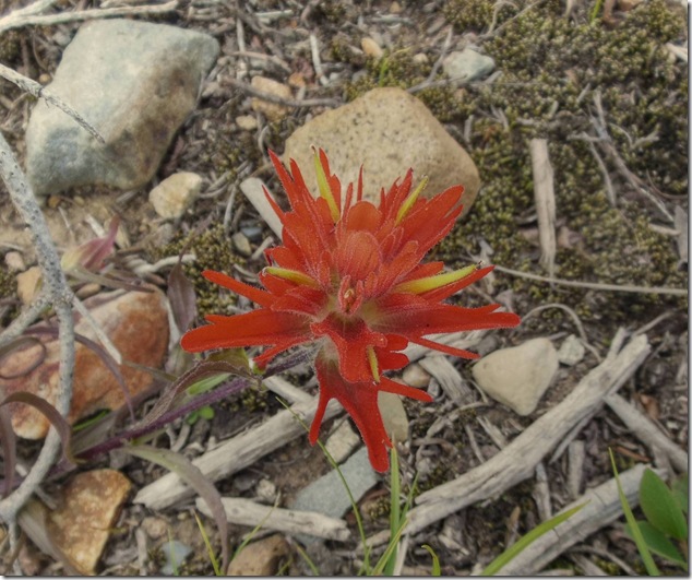 red,Mt Washington,nature,plants
