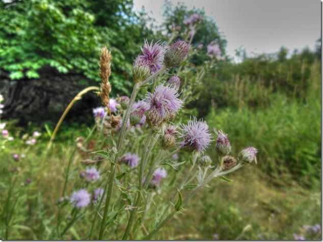 colours, nature, purple, vegetation,Blue Bonnet,Bull Thistle