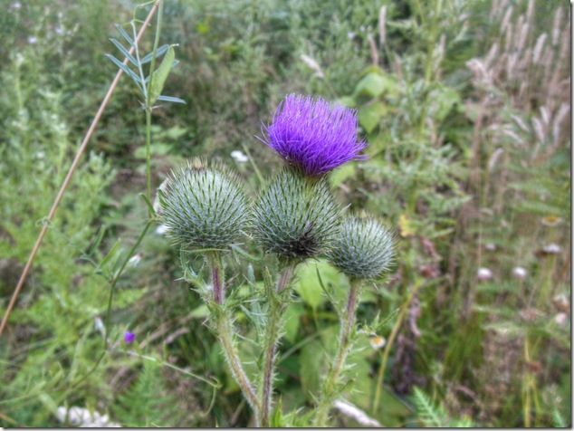 colours, nature, purple, vegetation,Blue Bonnet,Bull Thistle