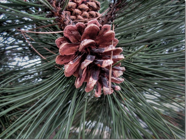 pine cone,nature