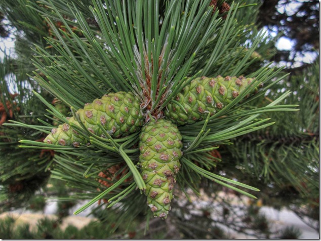 pine cone,nature