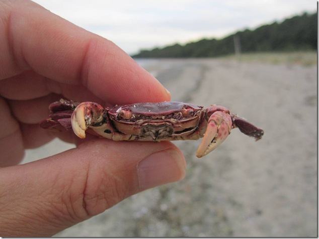 crab,beach,beach combing,nature,ocean