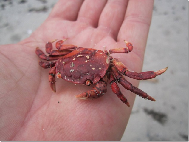 crab,beach,beach combing,nature,ocean