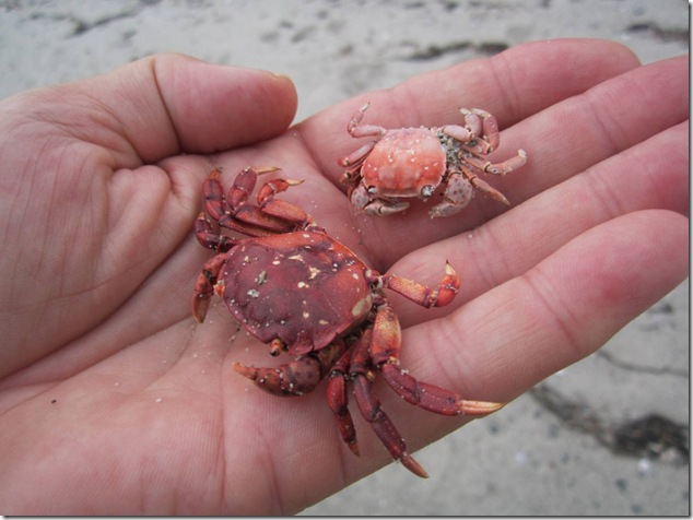 crab,beach,beach combing,nature,ocean