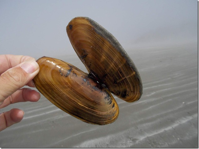 beach,marine life,ocean,Chesterman Beach,Vancouver Island Images,Tofino beach,marine life,ocean,Chesterman Beach,Vancouver Island Images,Tofino