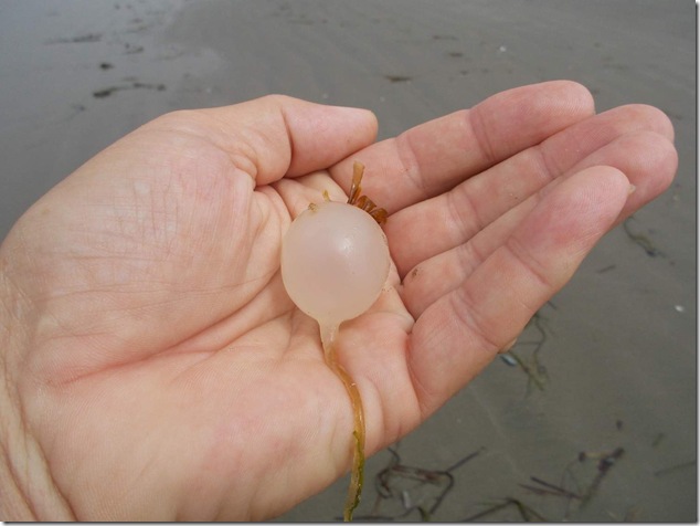 beach,marine life,ocean,Chesterman Beach,Vancouver Island Images,Tofino