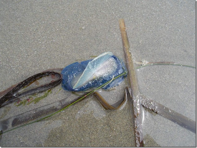 beach,marine life,ocean,Chesterman Beach,Vancouver Island Images,Tofino