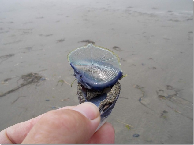 beach,marine life,ocean,Chesterman Beach,Vancouver Island Images,Tofino