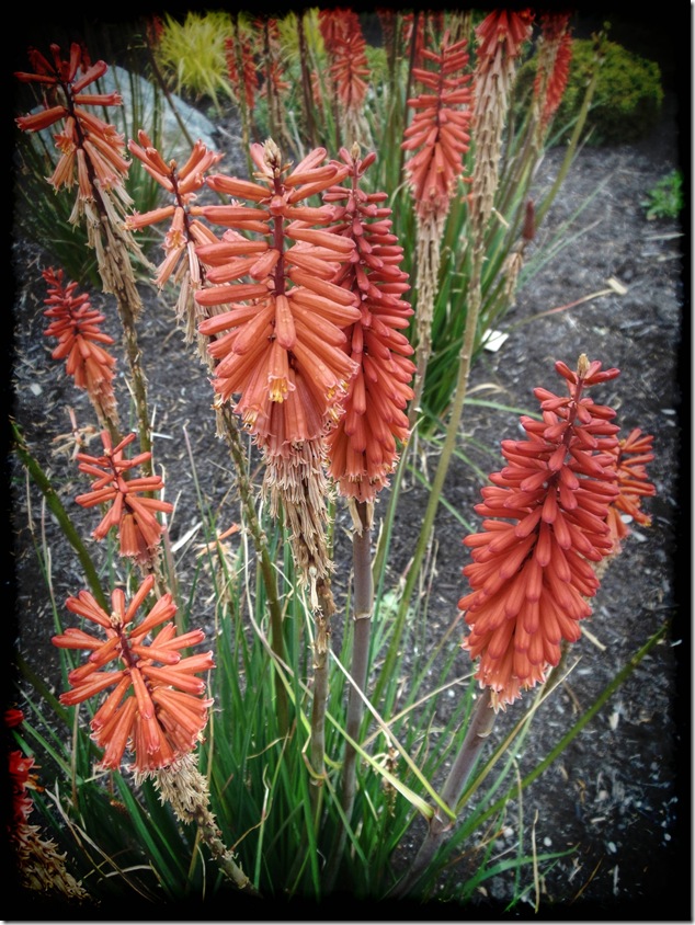Strathcona,nature,flowers,Provincial Park,Vancouver Island Images,red