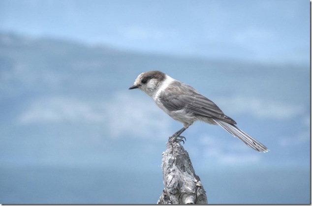 Mount Washington,Whiskey Jack