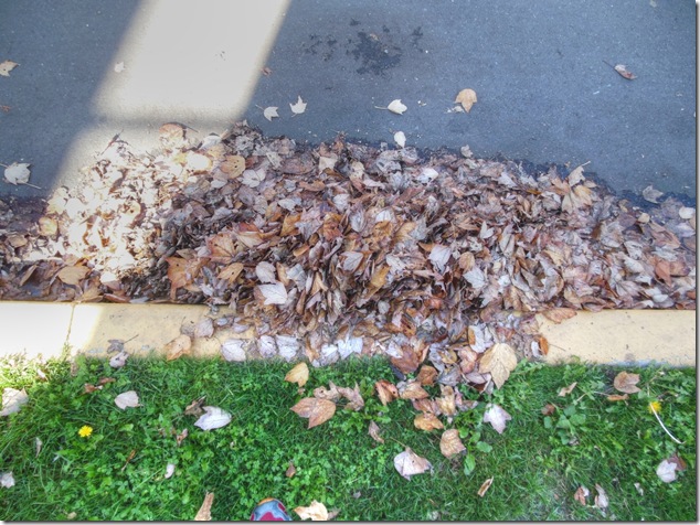 leaves,Victoria,Cook Street Village,James Bay,fall,nature