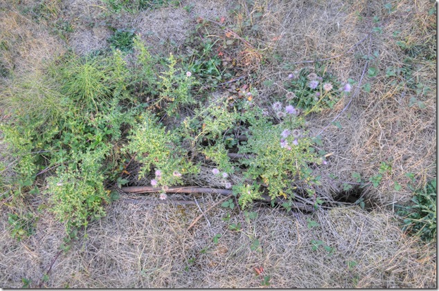 BC Hydro, BC Power Commission, Bevan, Canadian Collieries, Comox Lake, Courtenay water supply, history, pipeline, Puntledge BC Hydro, BC Power Commission, Bevan, Canadian Collieries, Comox Lake, Courtenay water supply, history, pipeline, Puntledge