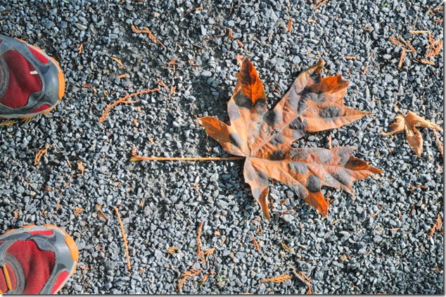 Canada,Maple Leaf,Royal Roads