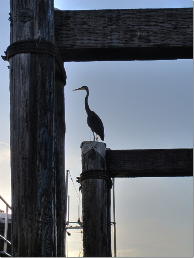 Comox,birds,marina
