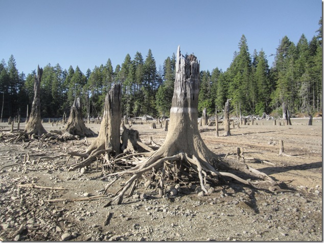 Comox Lake, logging, nature,stumps,hydroelectric,low water level,history